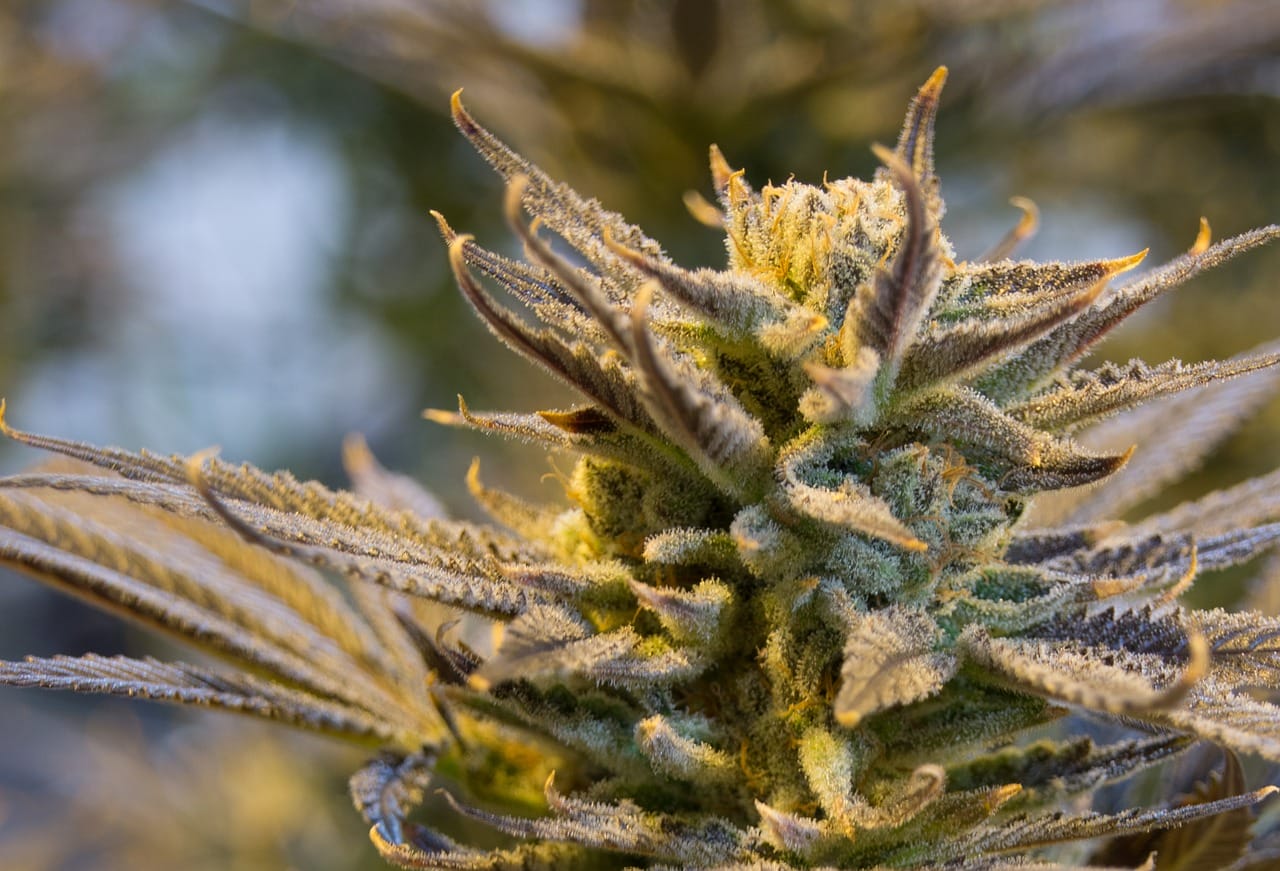buy indica flower online in Canada | BC Weed Edible Canada