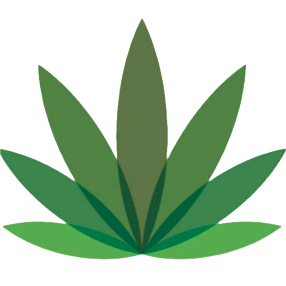 Papaya Cake | BC Weed Edible Canada